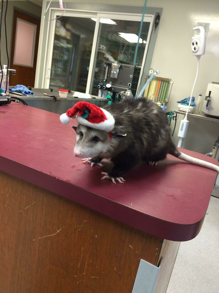 Thought You Guys Might Want To See Our Clinic's Opossum Ready For Christmas