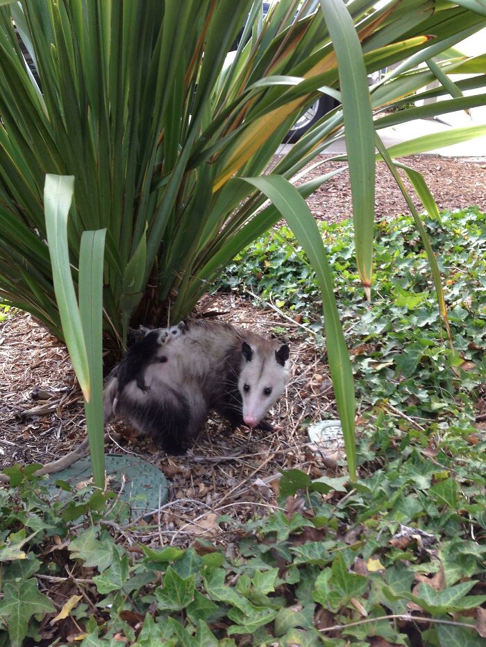 Opossum With Babies At A Suburb In San Diego. She Was Easily The Size Of A Housecat!