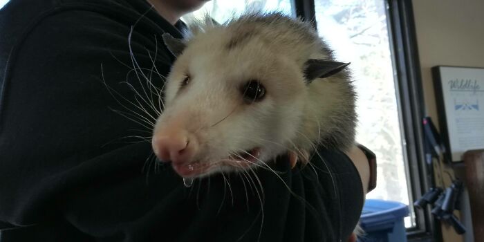 Local Ambassador Opossum. A Little Spooked But Very Sweet