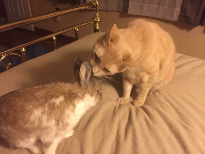 My Rabbit Is 10 Years Old And Has Trouble Cleaning Himself Now. Colby Stepped Up To The Plate