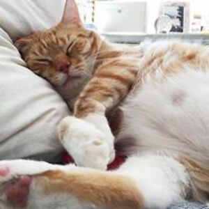 markbjoernwillems avatar