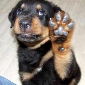 shayne_horton avatar