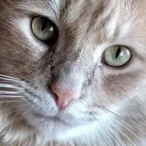 photogirl800mm avatar