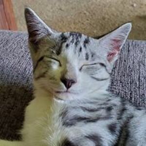 thunderwolf97 avatar