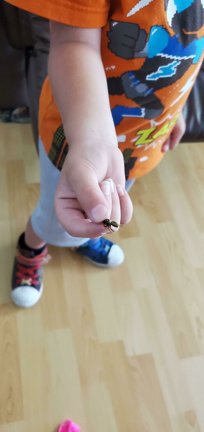 My Little Brother Grabbing Live Wasps Because "It's Fun"
