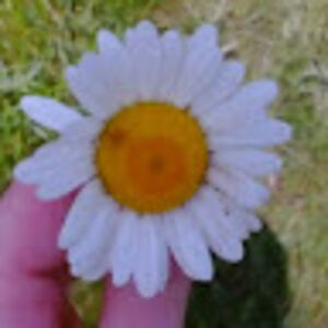 milicastevanovic_1 avatar