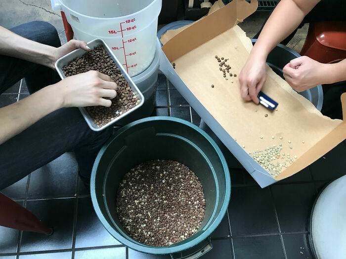 Trabajo en una cafetería pequeña. Mi jefe mezcló un lote de granos de café sin tostar con otro de granos ya tostados. Aquí pueden vernos separando más de 10.000 granos de café a mano