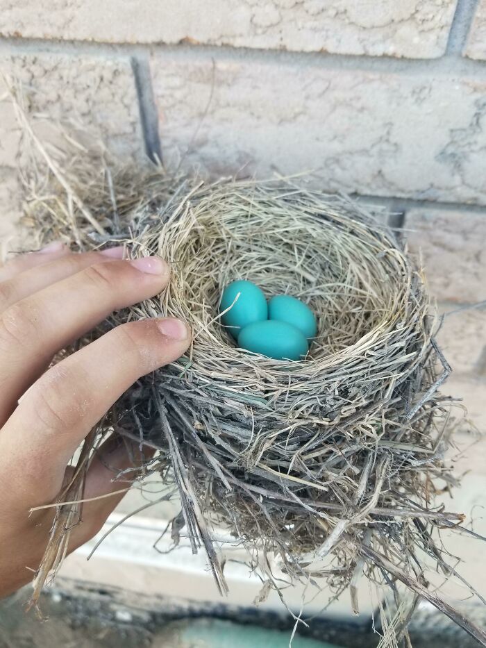 Today My Boss Had Me Move A Bird Nest That Was In A House Under Construction, The Babies Will Die