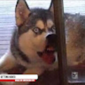 handsomeviking avatar