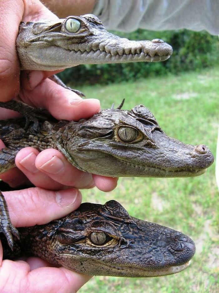 Diferencia entre un cocodrilo (arriba), un caimán (en medio) y un aligátor (abajo)