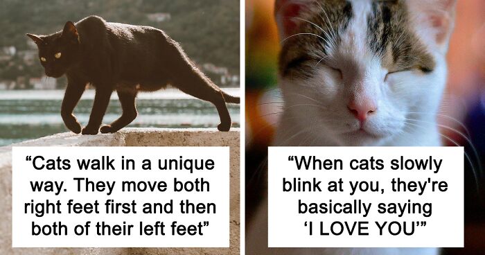 Did You Know': 30 Facts About Cats That You Might Not Have Heard Of | Bored  Panda