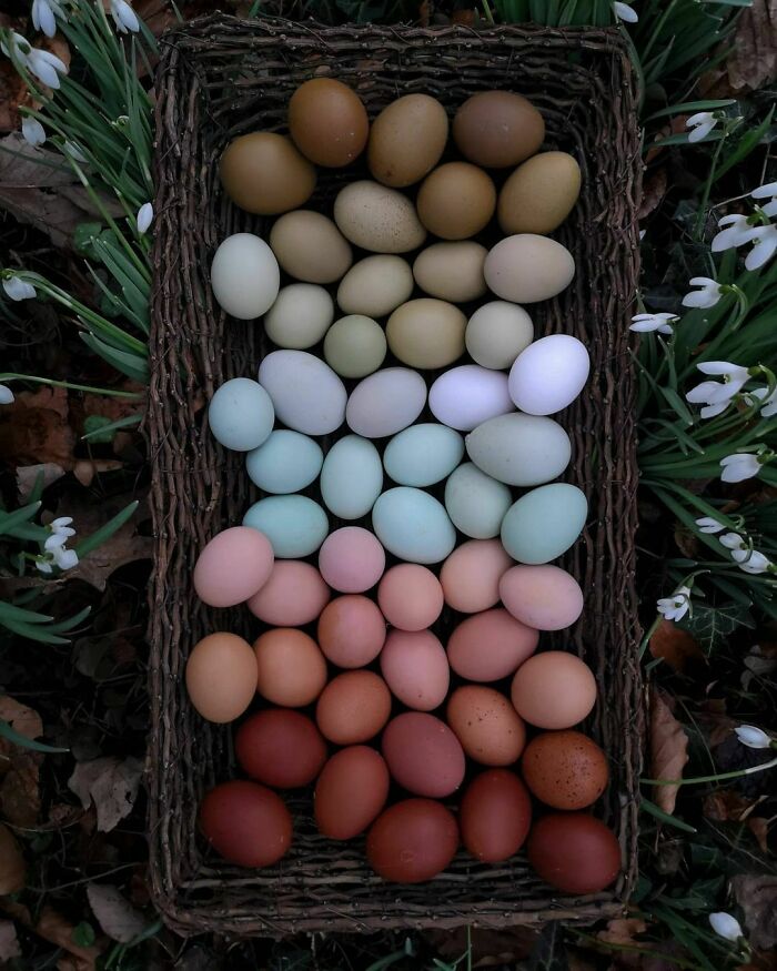 ¿Quién quiere unos bonitos huevos?