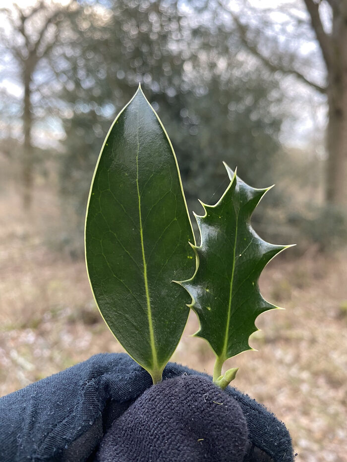 If Holly (Ilex Aquifolium) Finds Its Leaves Are Being Nibbled By Deer, It Switches Genes On To Make Them Spiky When They Regrow