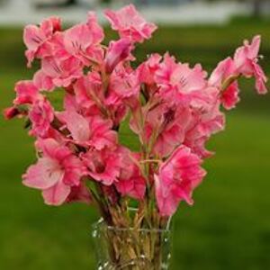 alycia_walker avatar