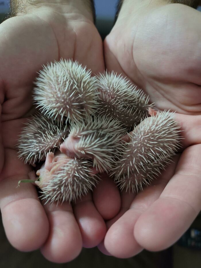 5-Day-Old Hedgehogs, Hands For Scale