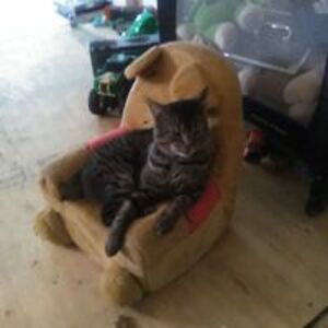 sherriebush58 avatar