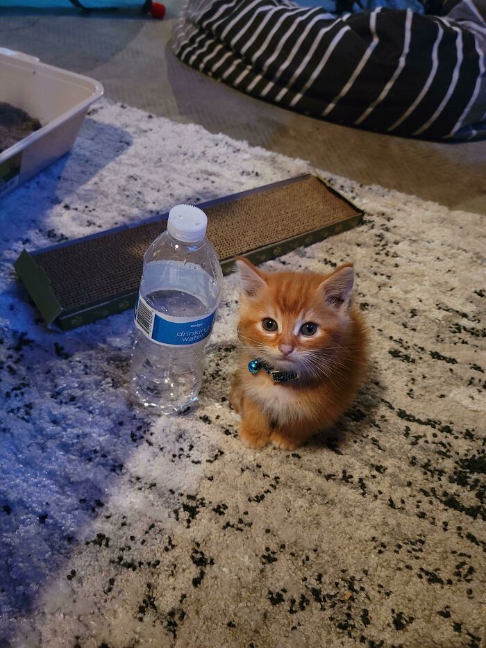 Say Hello To Butters, Bottle For Scale
