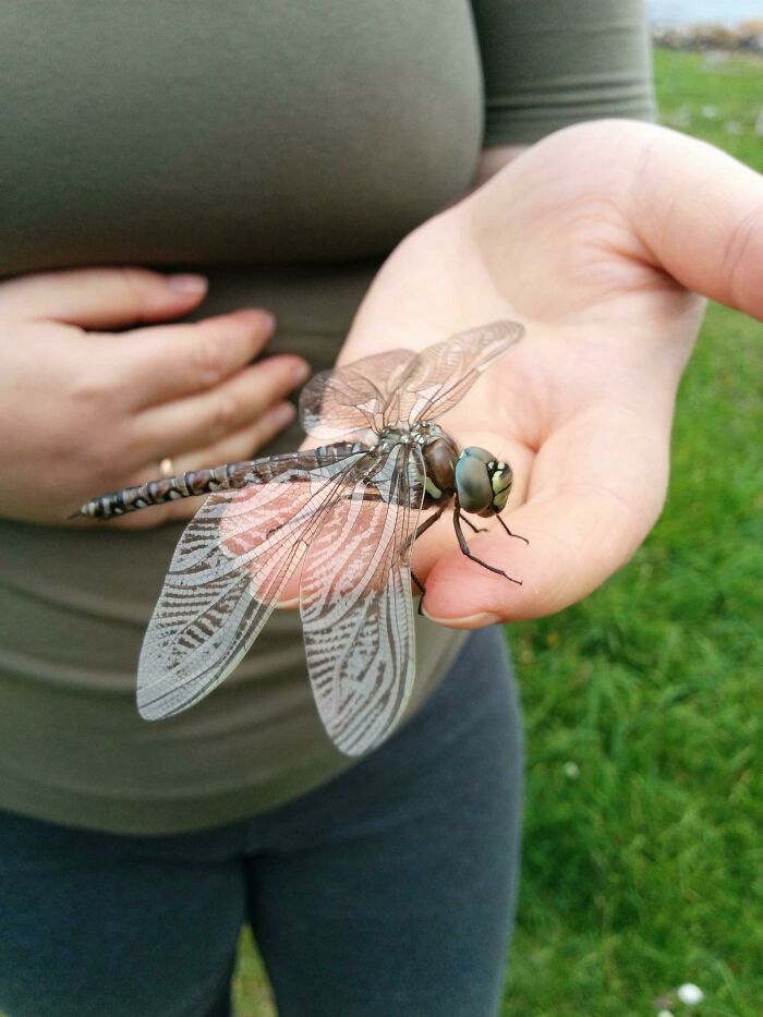 This Pretty Large Dragonfly We Found, Hand For Scale