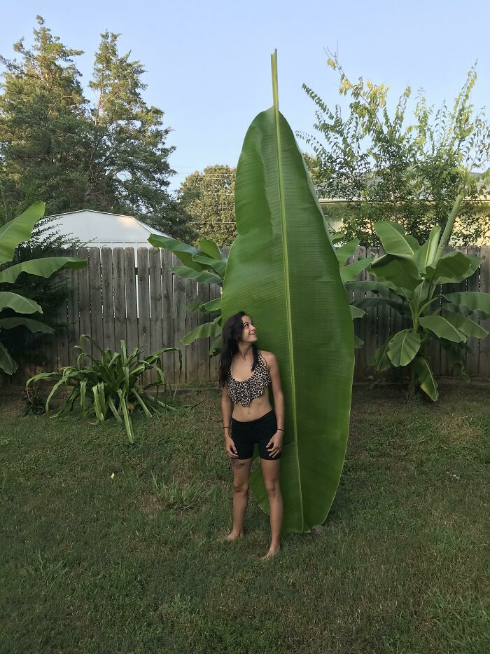 This Big Leaf. Wife For Scale