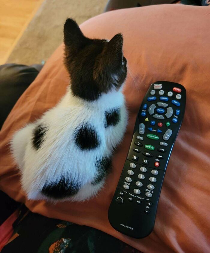 Baby Clarabelle, Remote For Scale