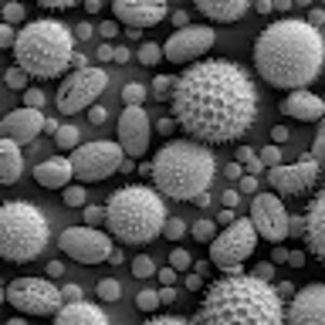 terrylamphear avatar