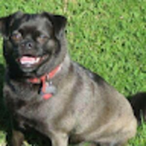 groonthewonderdog avatar