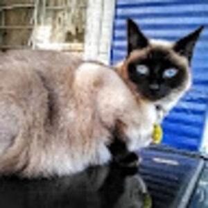 valeriedunham avatar