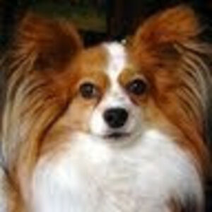 rainandcupcake avatar