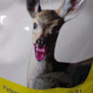 brianthornstrom avatar