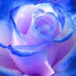 lianteramphal avatar