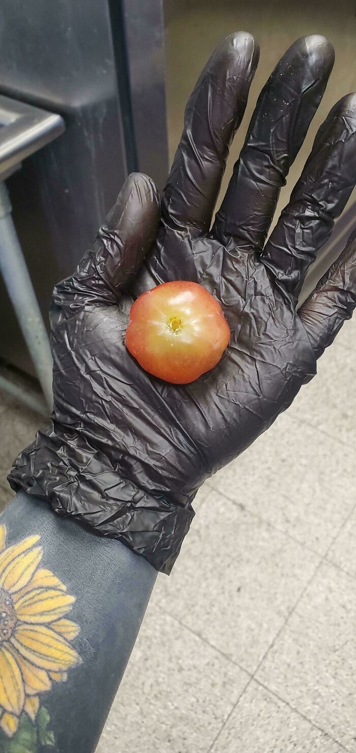 I Found This Absurdly Large Grape, Hand For Scale