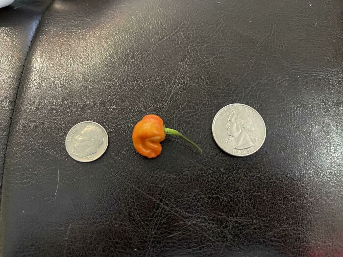 In Response To Little Carrot And Little Potato, I Present Little Reaper. Coins For Size Comparison