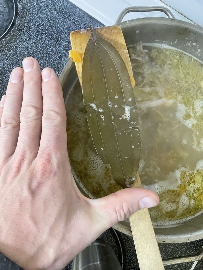 The Size Of This Bay Leaf, Hand For Scale
