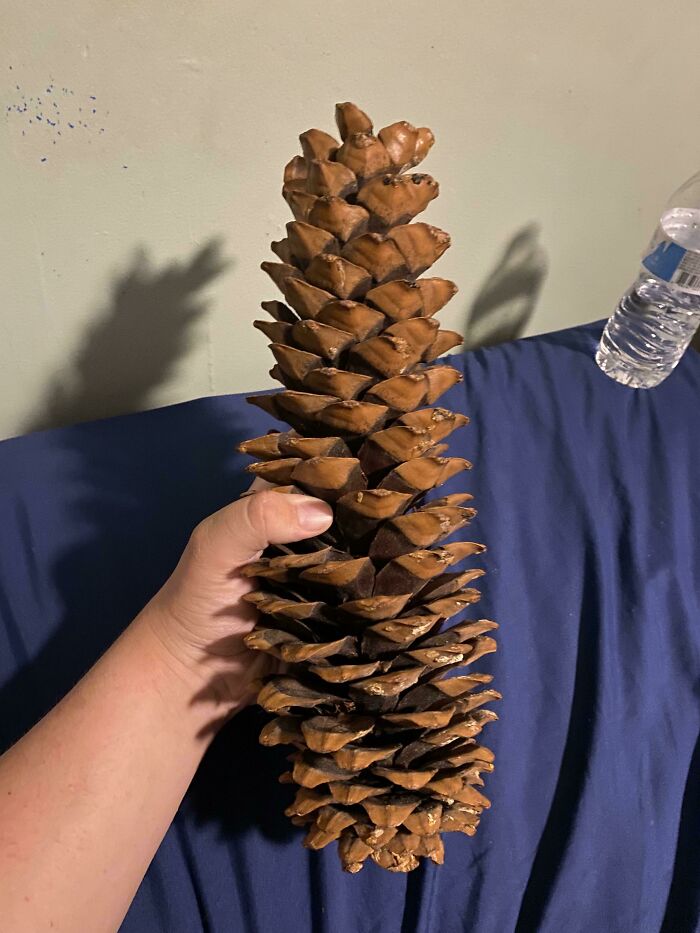This Giant Pinecone I Have. Hand For Scale