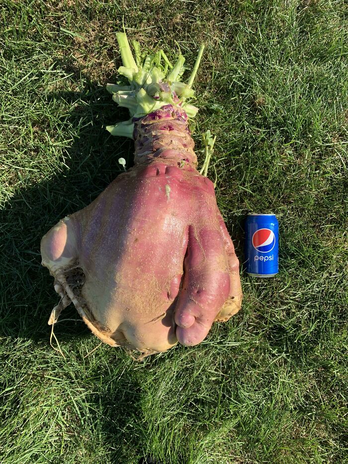 A Huge Rutabaga I Just Pulled From My Garden (30 Lbs 11.4 Oz.) Compared To A Pepsi Can