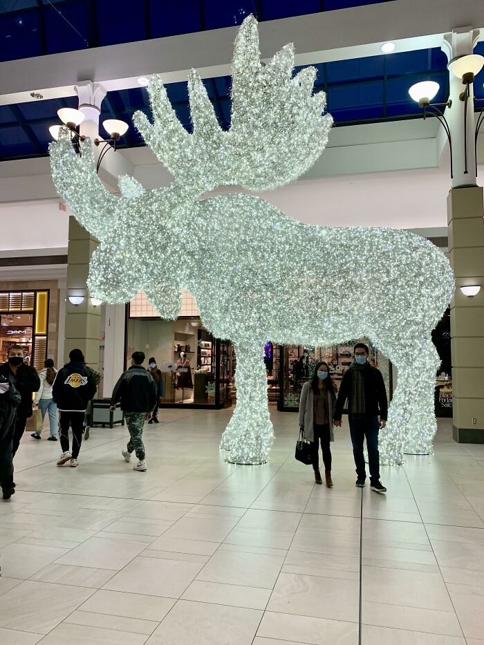 The Christmas Moose Has Arrived. Humans For Scale