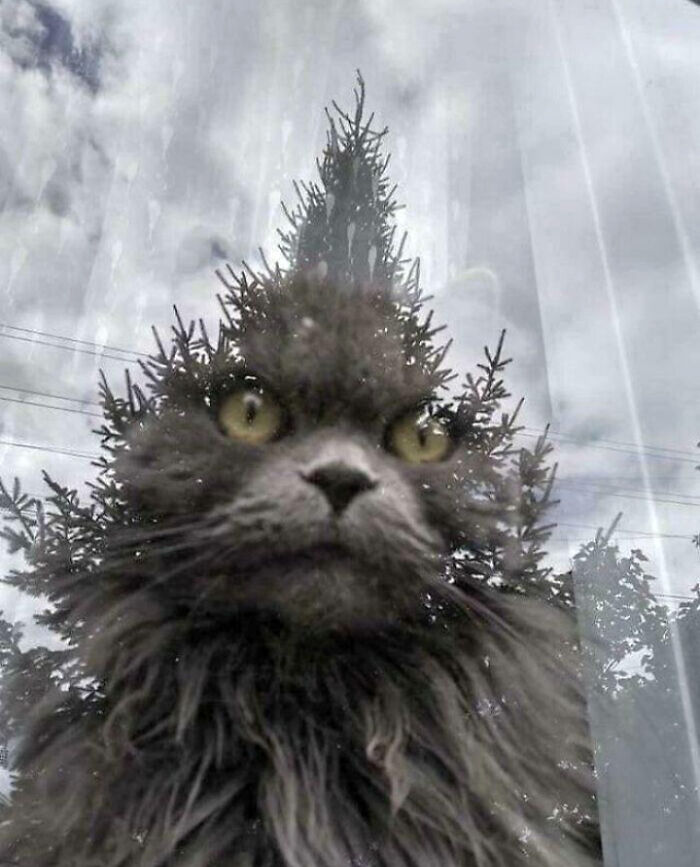 Este gato mirando a través de la ventana se convirtió en una mítica criatura arbórea