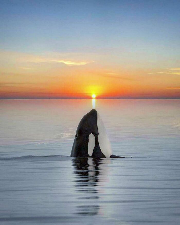 Esta orca fue fotografiada en el momento perfecto