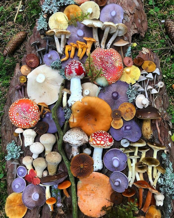 A Cornucopia Of Mushrooms