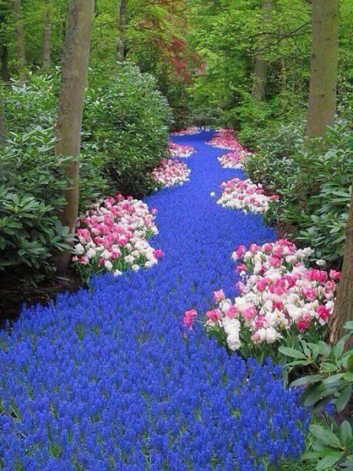 Río de flores, Países Bajos