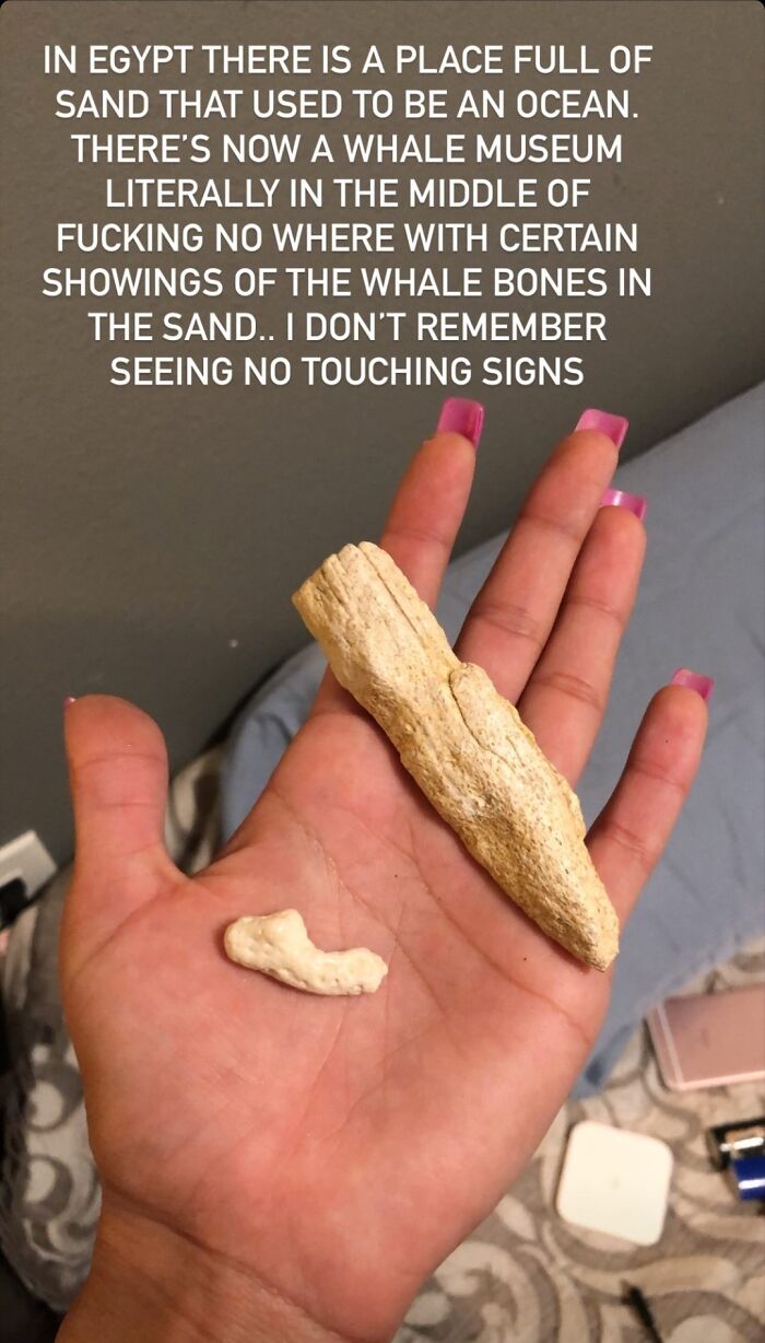 American Woman Bragging About Stealing Artifacts From Wadi-El-Hitan. Classy.