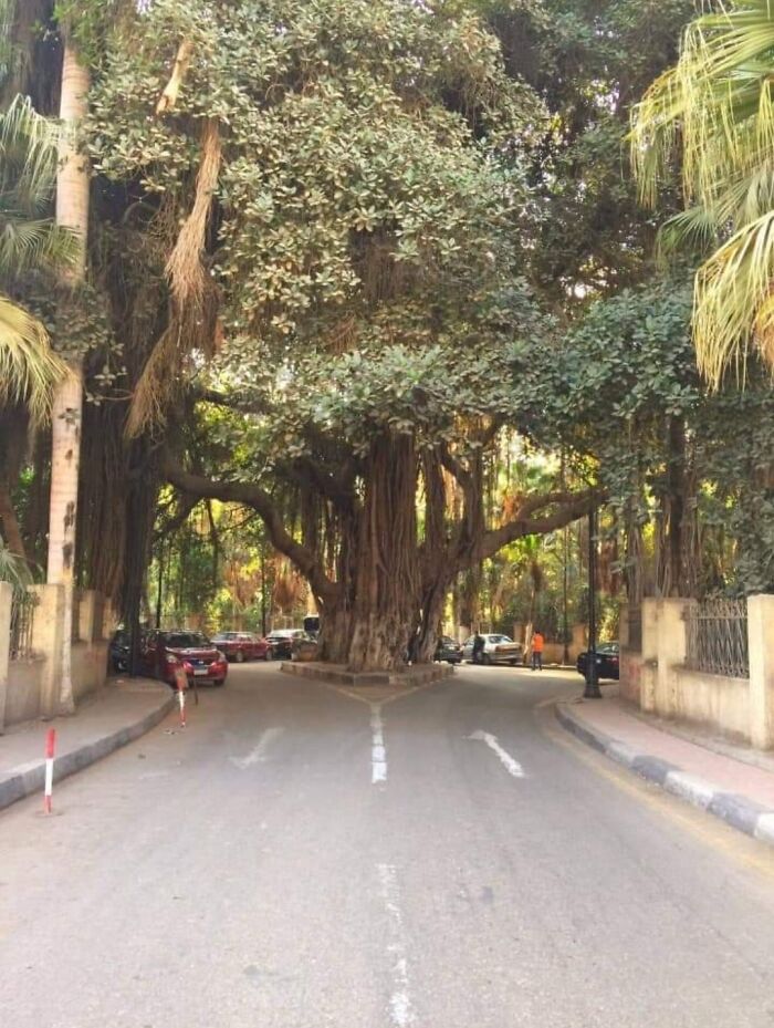 Enorme y precioso árbol en el Cairo