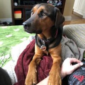 carineglorieux avatar