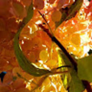 lindalockeweiman avatar