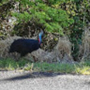 sharoncoleman avatar