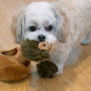 lisarodriguez avatar