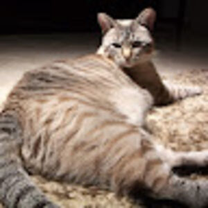 charlietolbirt avatar