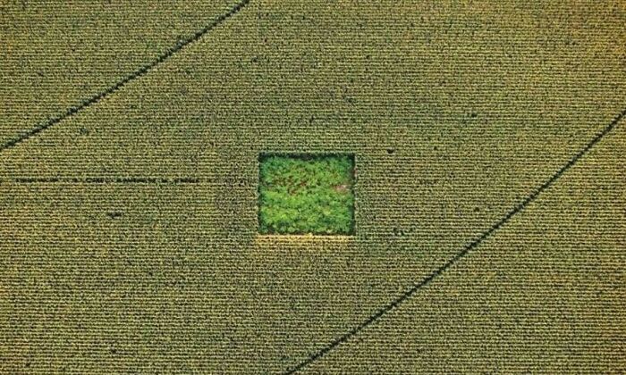 Cannabis Garden In A Cornfield