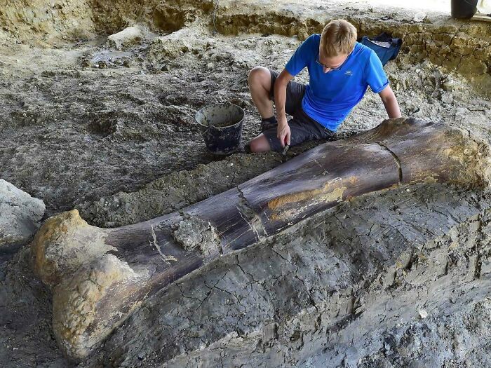 140 Million Year Old, 500kg Dinosaur Femur Discovered In France