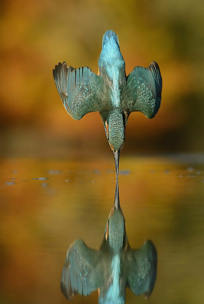 Luego de 6 años y 720.000 intentos, Alan Mcfadyen logró una foto perfecta del martín pescador